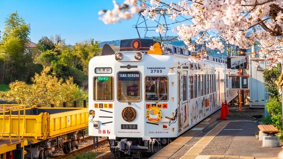 1-day tour to Wakayama & Shirahama hot spring: Visit the cat station master + seafood market + Senjojiki + Sandanbeki cliffs