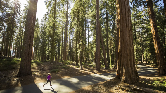 Chinese private charter for 12 hours - round-trip from Los Angeles + Sequoia National Park [General Sherman Tree]