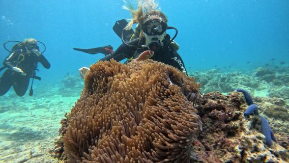 Shangri-La Mactan Plajı'nda Tüplü Dalış Keşfi – Yarım Günlük Sabah veya Öğleden Sonra Macerası