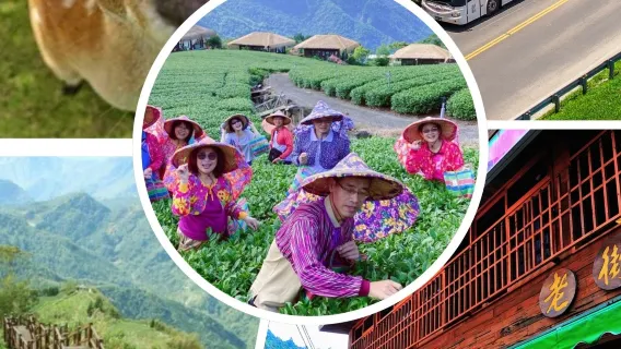 嘉義 台湾好行阿里山線3日券+茶農体験