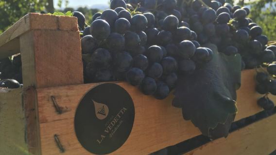 Vinegar Cellar Experience: Visit to a Modena Balsamic Vinegar Producer