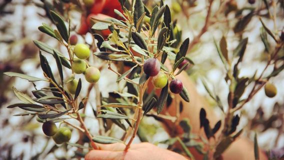 Malta: Olive Oil and Olive Tasting Session