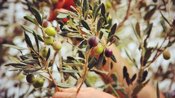 Malta: Olive Oil and Olive Tasting Session