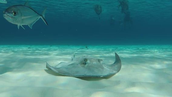 From Cozumel: 3 Reefs Boat Tour with Drinks and Snorkeling