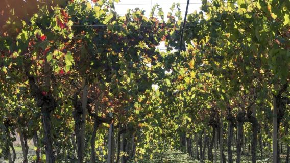 Agrigento: Vineyards and Wine Tasting Experience