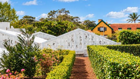 Ponta Delgada: Cata de vino de piña y tour de piña