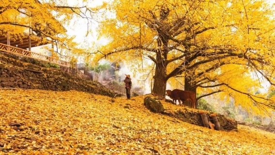 Tengchong lawatan sehari bermain tulen di Kampung Ginkgo [2-6 orang + pilihan gunung berapi/Beihai/Hot Spring/Tasik Panas]