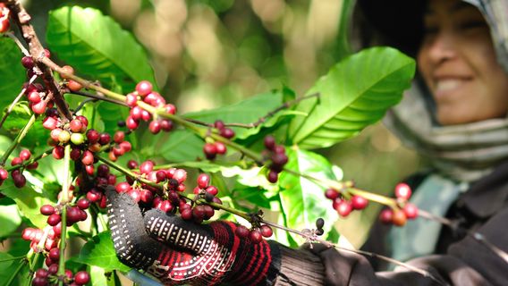 Champasak