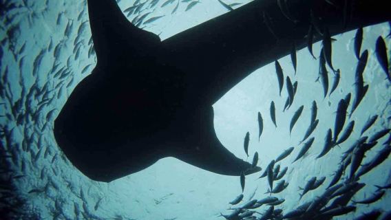 Oslob Whale Shark Watching + Moalboal Sardines Storm diving one-day tour in Cebu, Philippines