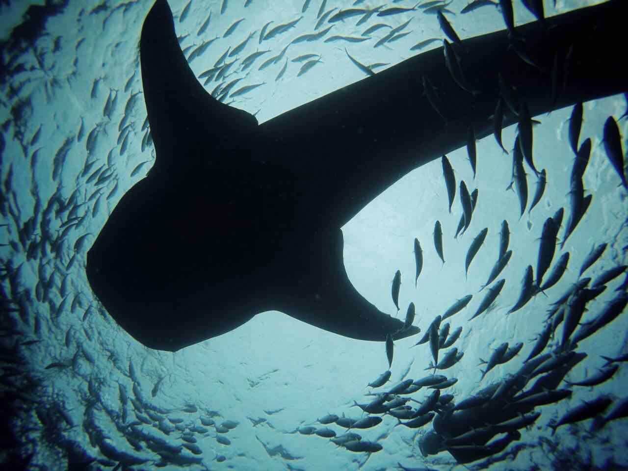 tour di un giorno a Cebu per l'avvistamento degli squali balena a Oslob e lo snorkeling con il banco di sardine a Moalboal