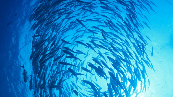 Plongée avec les sardines (apnée) et plongée sous-marine à Bohol, Philippines|Pas besoin de se lever tôt|Prise en charge à domicile