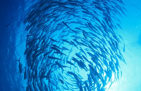 菲律賓薄荷島【沙丁魚浮潛（自由潛）深潛|不用早起|上門接送服務