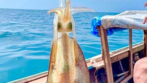 Vietnam Pulau Phu Quoc Memancing Sotong Malam [Lawatan Berkumpulan|Termasuk pengangkutan dan makanan ringan|Menyediakan alat