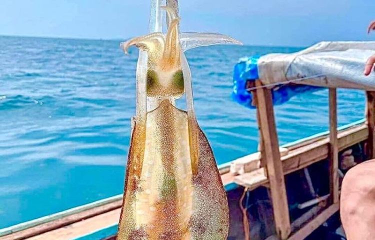 越南富國島陽東鎮看日落夜釣墨魚