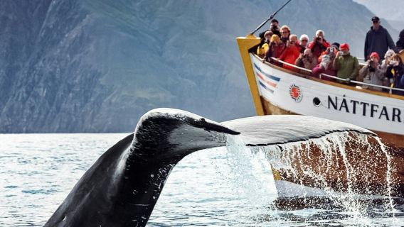 Husavík: Whale Watching Tour + Snack