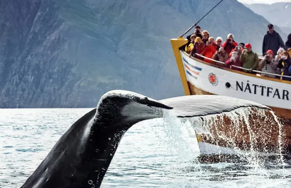 胡薩維克（Husavík）：觀鯨之旅 + 小食