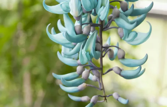 萊登植物園：免排隊門票成人