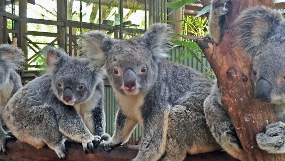 Rainforestation Nature Park & Australian Butterfly Sanctuary