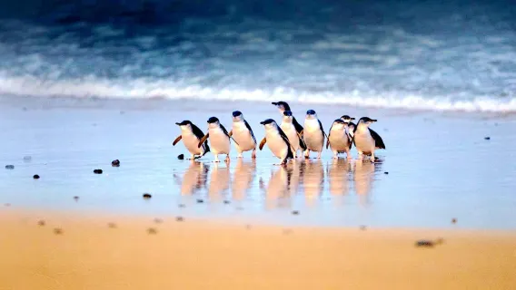 Join-in tour in English · Melbourne Penguin Island half-day tour · Contact customer support for tour dates · Includes app with Chinese guided commentary