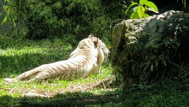 Cebu Safari e Adventure Park