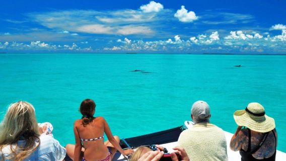 Key West: Dolphin Watching Eco Tour