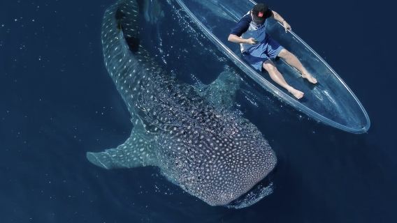 モーリシャス モーリシャス ブルー・ベイ ダイビング&シュノーケリング1時間体験【モーリシャス グラスボトムボートでのシュノーケリング【グループチャーター/プライベートチャーター】】