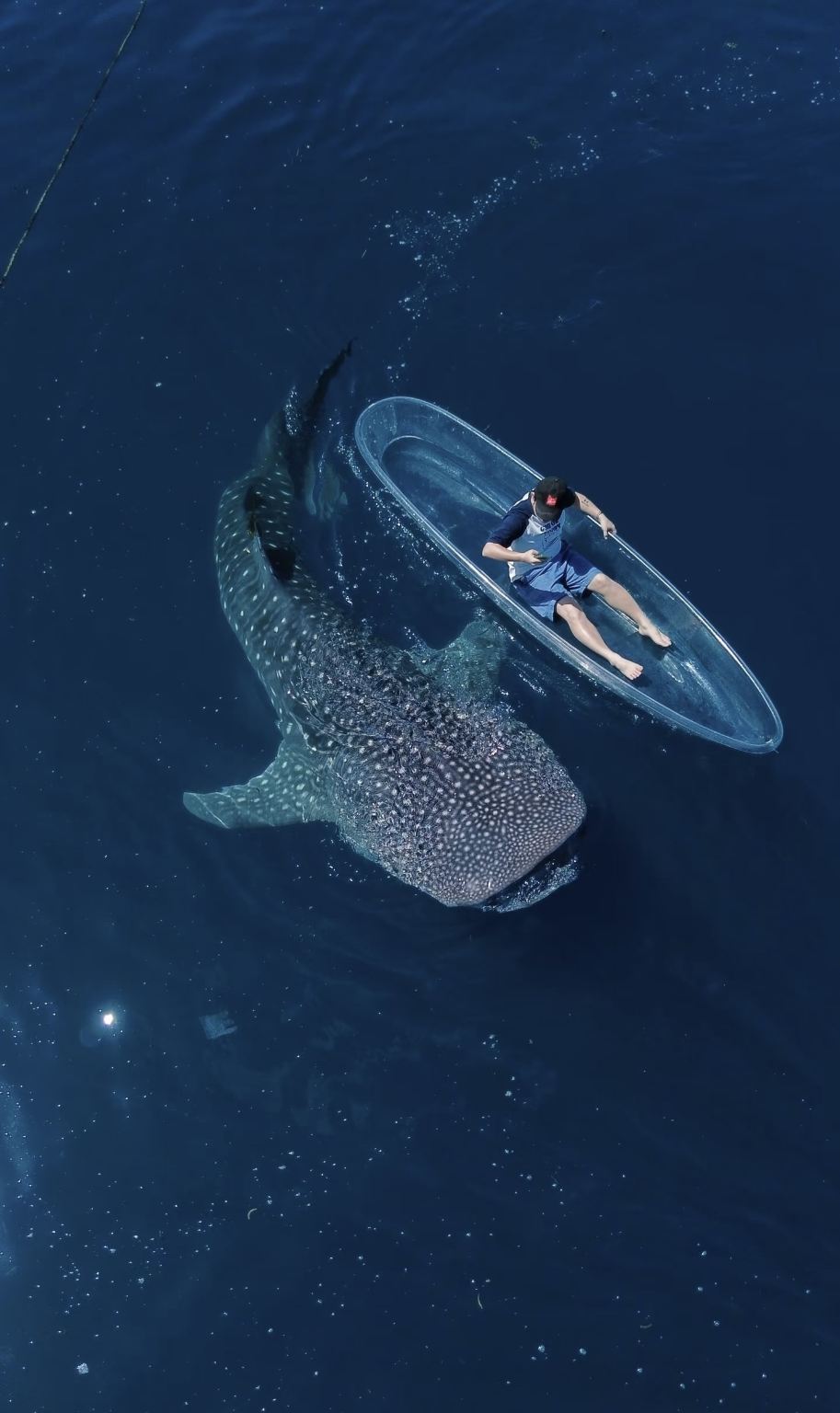 モーリシャス モーリシャス ブルー・ベイ ダイビング&シュノーケリング1時間体験【モーリシャス グラスボトムボートでのシュノーケリング【グループチャーター/プライベートチャーター】】