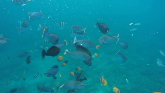 Pengalaman Scuba & Snorkeling 6 Jam di Nusa Penida, Bali, Indonesia