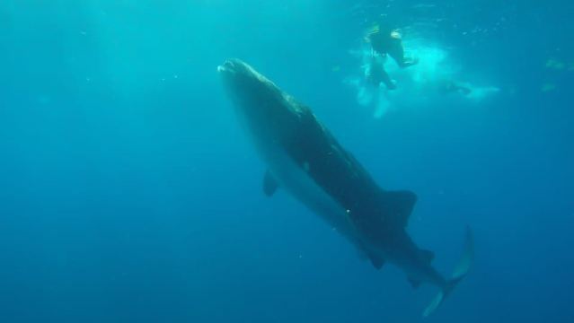 From Cancún: Half-Day Snorkeling with Whale Sharks