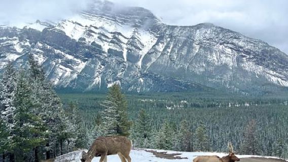Calgary/Canmore : excursion d'une journée au parc national Banff et au lac Louise