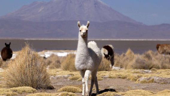Salinas and Aguada Blanca National Reserve