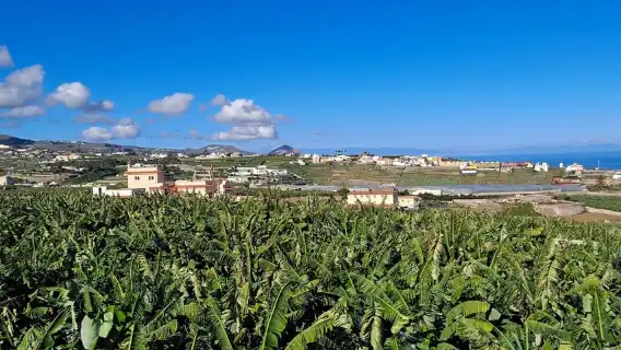Gran Canaria: Banana World Guided Tour & Tasting