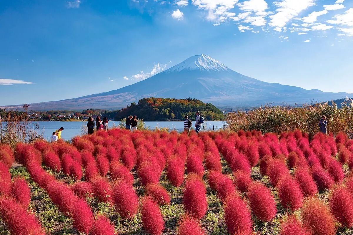 ทัวร์ 1 วันคลาสสิกภูเขาไฟฟูจิ : ทะเลสาบคะวะงุชิ (พร้อมประสบการณ์ชาเขียว) + หมู่บ้านน้ำใส (โอชิโนะ ฮักไก) + ถ่ายรูปเช็กอินจุดฮิต