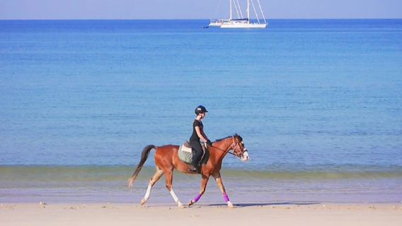 Resort Le Tian Water House en Semporna, Malasia|Bungalós sobre el agua con una excelente relación calidad-precio, barco con fondo de cristal y buceo de superficie ilimitado con equipo incluido