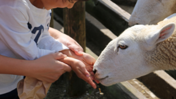 Comfortable and Relaxing Sightseeing with Private Charter Bus by Nitto Kotsu Co., Ltd. - i-Mother Ranch & Mitsui Outlet Park Kisarazu + Tokyo Station Pick-up/Drop-off Service