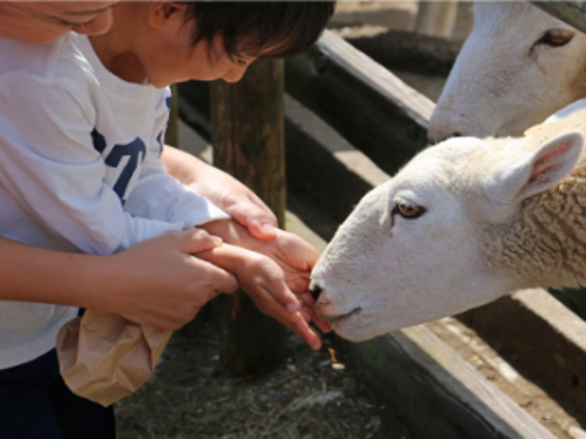 Comfortable and Relaxing Sightseeing with Private Charter Bus by Nitto Kotsu Co., Ltd. - i-Mother Ranch & Mitsui Outlet Park Kisarazu + Tokyo Station Pick-up/Drop-off Service