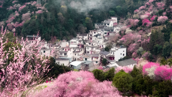 安徽合肥全境—導遊/景點導覽/人文歷史導覽/商務出行/旅遊陪同/徒步/導遊/團建