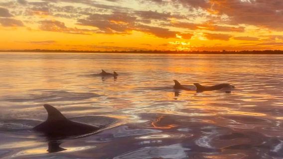 Crucero al atardecer de 1.5 horas en Mandurah, Australia Occidental: avistamiento de delfines y música en vivo a bordo