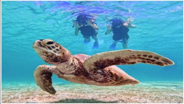 [宮古島] ウミガメシュノーケリングツアー（水中撮影付き）人気NO.1！