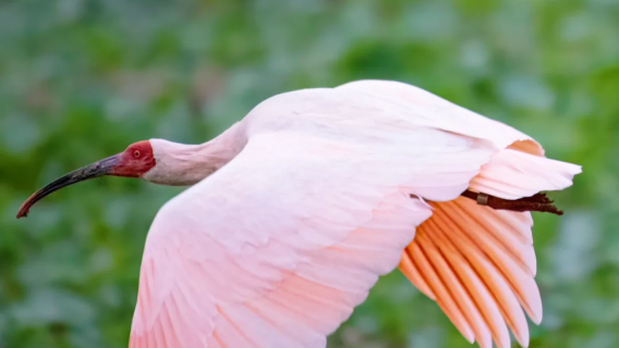 6人團-朱鹮生態園+長青華陽景區精華一日遊