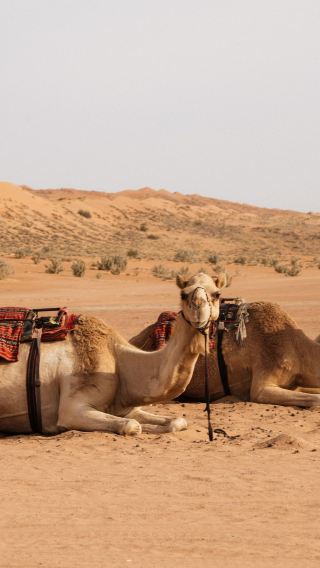 Muscat: Wadi Bani Khalid Oasis & Oman Desert Tour