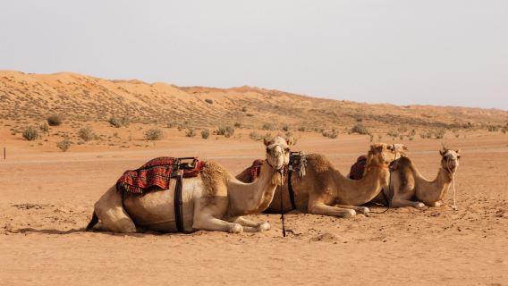 Muscat: Wadi Bani Khalid Oasis & Oman Desert Tour
