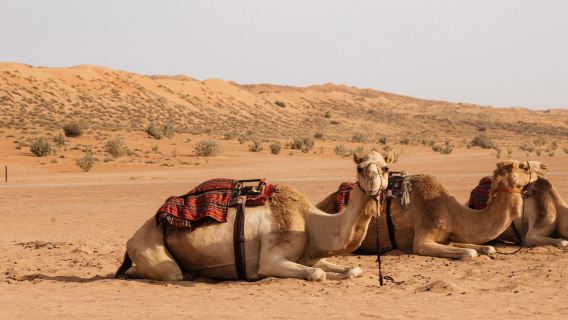Muscat: Wadi Bani Khalid Oasis & Oman Desert Tour