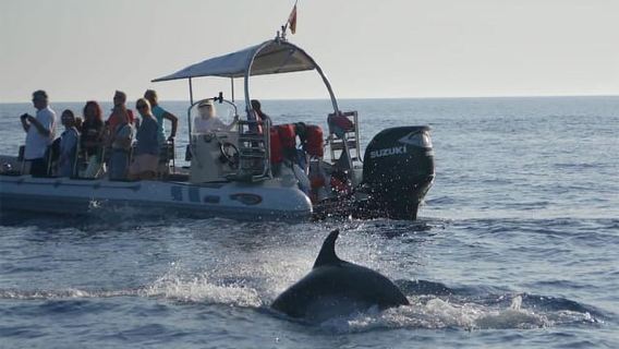 Alcudia Avistamiento de delfines 100%GARANTIZADO SEMIPRIVADO