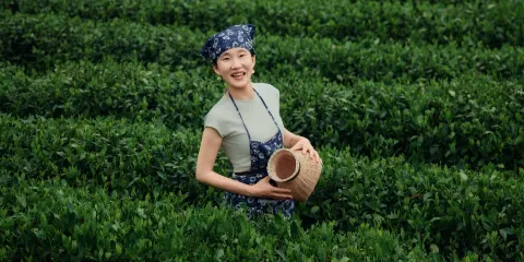 【避暑隱逸茶生活】西溪搖櫓船+龍井採茶旅拍+秘境西湖一日遊