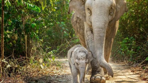 Pakej Berkumpulan Lawatan Kem Perlindungan Gajah Lanna Chiang Mai Sesi Pagi/Petang + Air Terjun Sticky + Zoo Malam
