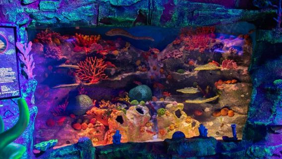 Busan SEA LIFE Aquarium: Tiket Masuk di Luar Jam Sibuk + Pemotretan