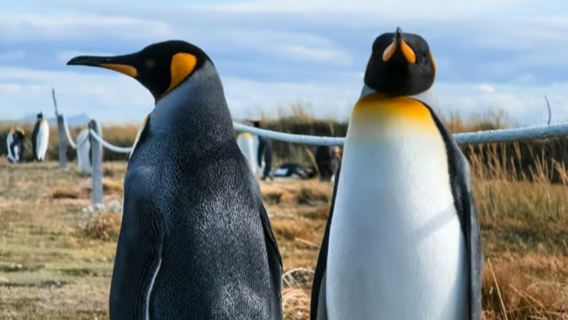 Şili Punta Arenas'ten Tierra del Fuego'da Kral Penguenleri Keşfetme Turu | 13 Kişilik Grup