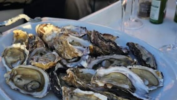 Knysna: Wine & Oyster Luxury Lounger Sunset Cruise