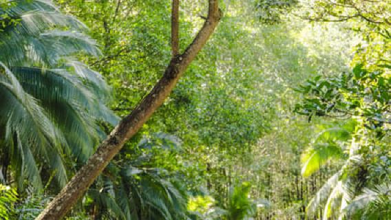 Mangrove Kayak Adventure – Monkeys, Wildlife & Nature